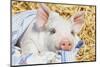 Pig-null-Mounted Photographic Print