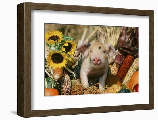 Pig-null-Framed Photographic Print