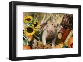 Pig-null-Framed Photographic Print