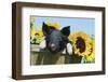 Pig-null-Framed Photographic Print