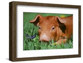 Pig-null-Framed Photographic Print