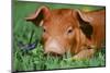 Pig-null-Mounted Photographic Print