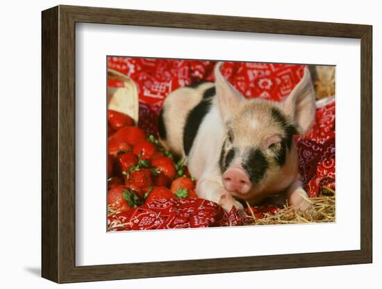 Pig-null-Framed Photographic Print