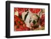 Pig-null-Framed Photographic Print