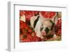 Pig-null-Framed Photographic Print