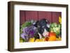 Pig-Lynn M^ Stone-Framed Photographic Print