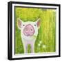 Pig-Michelle Faber-Framed Giclee Print