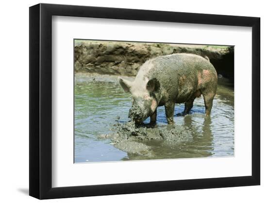 Photographic Print, , large