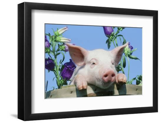 Photographic Print, , large