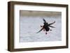 Pigeon Guillemot Alighting-Ken Archer-Framed Photographic Print