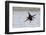 Pigeon Guillemot Alighting-Ken Archer-Framed Photographic Print