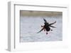 Pigeon Guillemot Alighting-Ken Archer-Framed Photographic Print