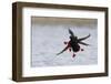 Pigeon Guillemots Alighting-Ken Archer-Framed Photographic Print