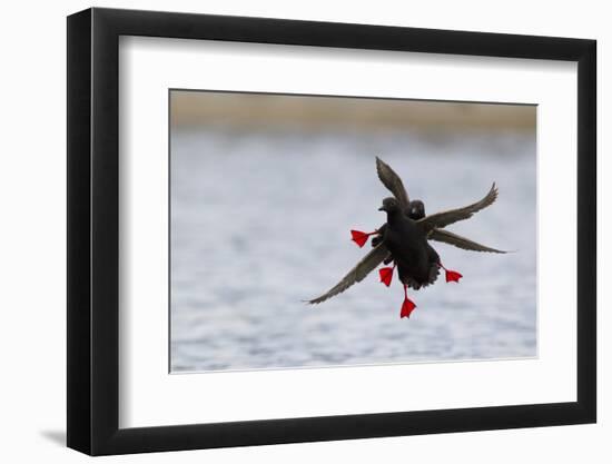 Pigeon Guillemots Alighting-Ken Archer-Framed Photographic Print