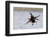 Pigeon Guillemots Alighting-Ken Archer-Framed Photographic Print