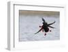 Pigeon Guillemots Alighting-Ken Archer-Framed Photographic Print