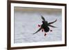 Pigeon Guillemots Alighting-Ken Archer-Framed Photographic Print