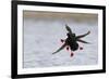 Pigeon Guillemots Alighting-Ken Archer-Framed Photographic Print