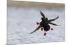 Pigeon Guillemots Alighting-Ken Archer-Mounted Photographic Print