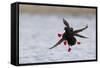 Pigeon Guillemots Alighting-Ken Archer-Framed Stretched Canvas