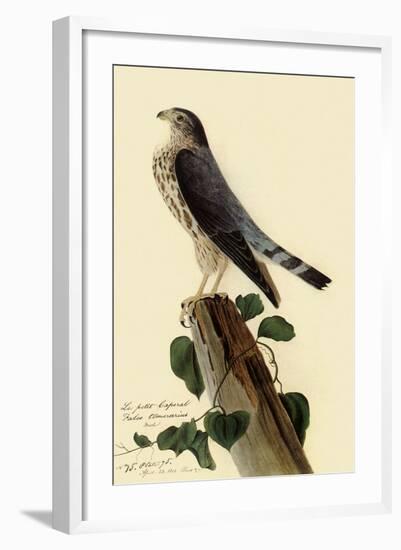 Pigeon Hawk-John James Audubon-Framed Giclee Print