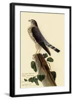 Pigeon Hawk-John James Audubon-Framed Giclee Print