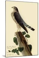 Pigeon Hawk-John James Audubon-Mounted Giclee Print