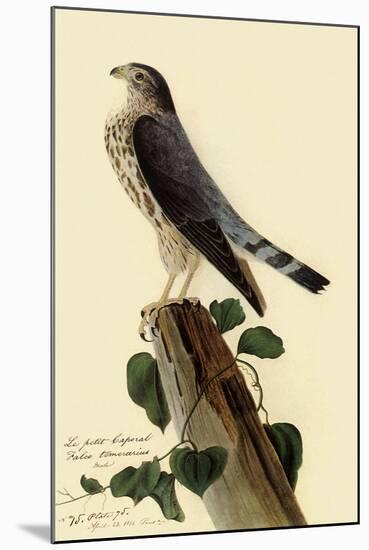 Pigeon Hawk-John James Audubon-Mounted Giclee Print