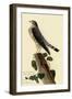 Pigeon Hawk-John James Audubon-Framed Giclee Print