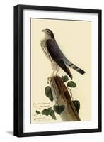 Pigeon Hawk-John James Audubon-Framed Giclee Print