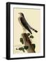 Pigeon Hawk-John James Audubon-Framed Giclee Print