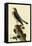 Pigeon Hawk-John James Audubon-Framed Stretched Canvas