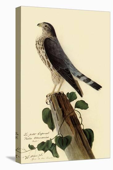 Pigeon Hawk-John James Audubon-Stretched Canvas