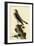 Pigeon Hawk-John James Audubon-Framed Premium Giclee Print