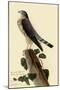 Pigeon Hawk-John James Audubon-Mounted Premium Giclee Print