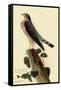 Pigeon Hawk-John James Audubon-Framed Stretched Canvas