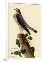 Pigeon Hawk-John James Audubon-Framed Giclee Print