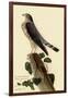 Pigeon Hawk-John James Audubon-Framed Giclee Print