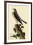 Pigeon Hawk-John James Audubon-Framed Giclee Print