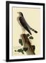 Pigeon Hawk-John James Audubon-Framed Giclee Print