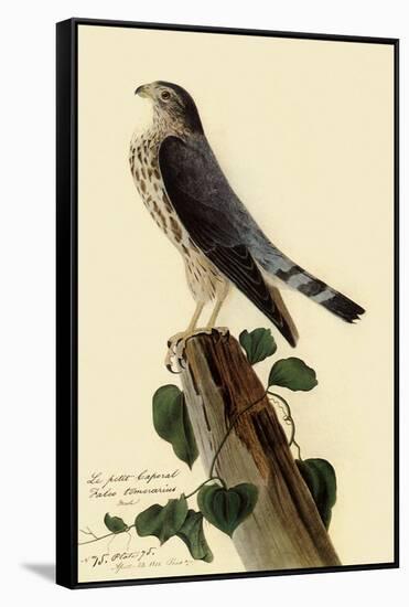 Pigeon Hawk-John James Audubon-Framed Stretched Canvas