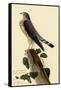 Pigeon Hawk-John James Audubon-Framed Stretched Canvas