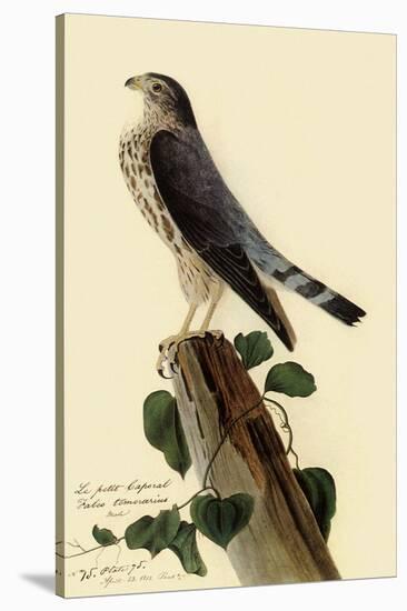 Pigeon Hawk-John James Audubon-Stretched Canvas