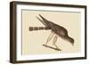 Pigeon Hawk-Mark Catesby-Framed Art Print
