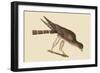 Pigeon Hawk-Mark Catesby-Framed Art Print