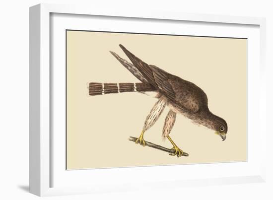 Pigeon Hawk-Mark Catesby-Framed Art Print