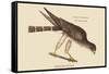 Pigeon Hawk-Mark Catesby-Framed Stretched Canvas