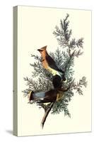 Pigeon Hawks-John James Audubon-Stretched Canvas