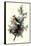 Pigeon Hawks-John James Audubon-Framed Stretched Canvas