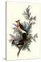 Pigeon Hawks-John James Audubon-Stretched Canvas